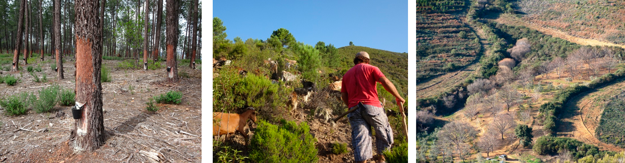 Projecte Mosaico Extremadura