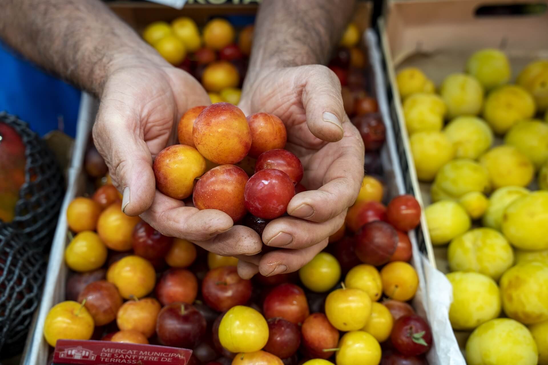 VallesOccidental_PatxiUriz_Terrassa_MercatdelTriomf_Prunes