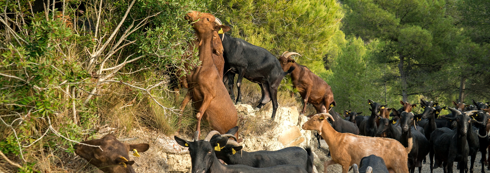 Ramat de cabres, Sant Vicenç de Castellet. PATXI URIZ | DIPUTACIÓ DE BARCELONA