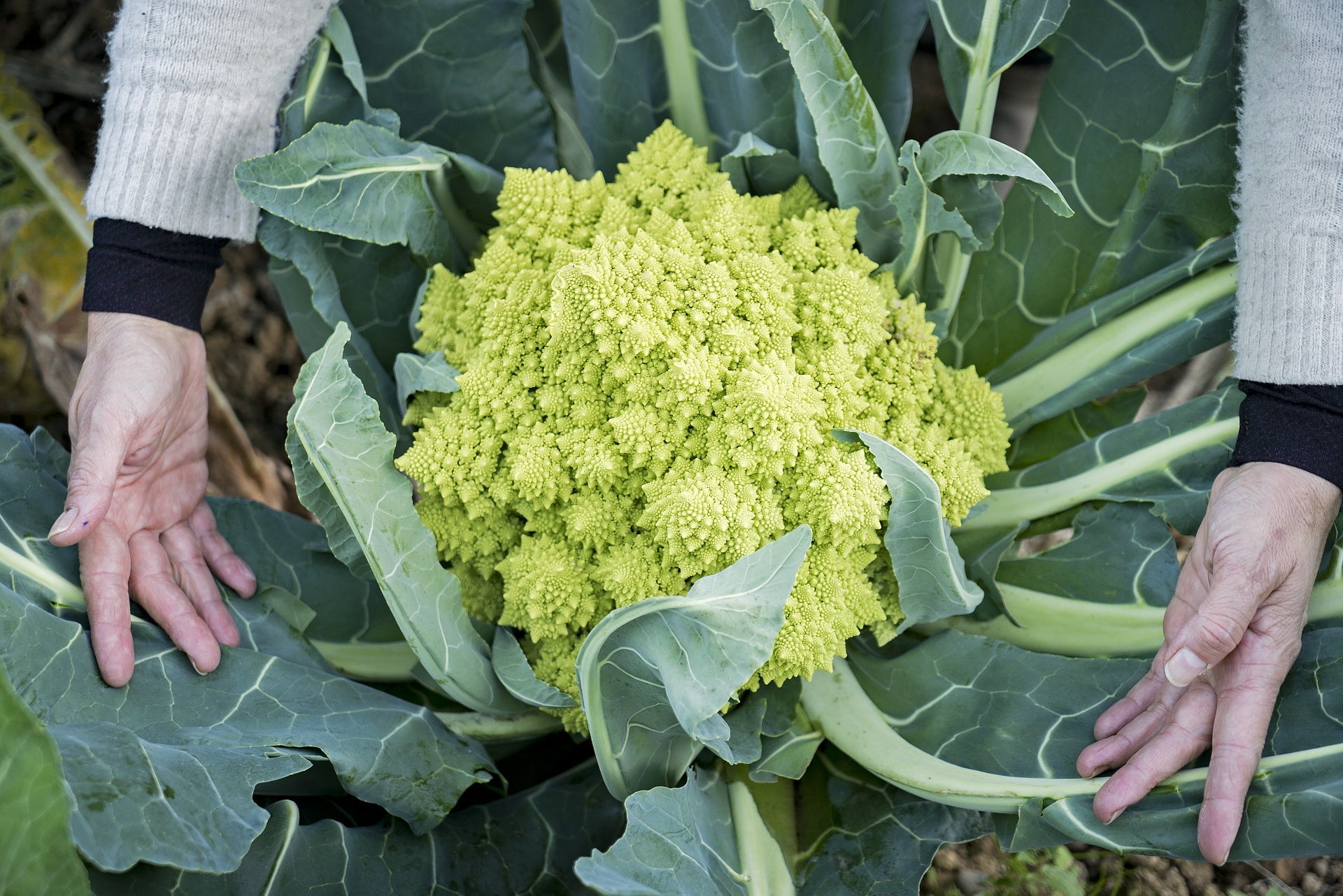 Romanesco de Can Morral. PATXI URIZ| DIPUTACIÓ DE BARCELONA