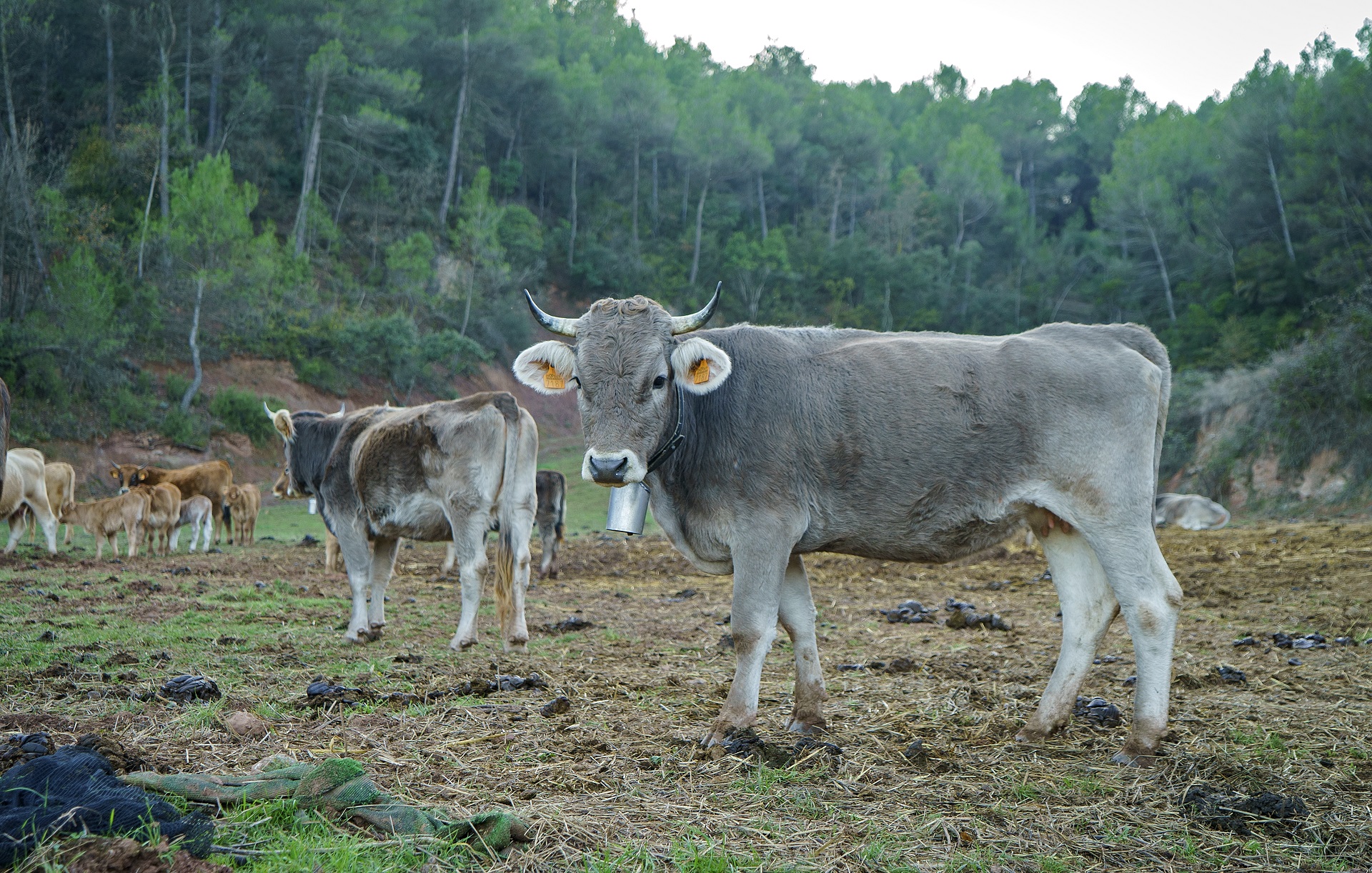 Bosc a Sant Salvador de Guardiola. PATXI URIZ | DIPUTACIÓ DE BARCELONA