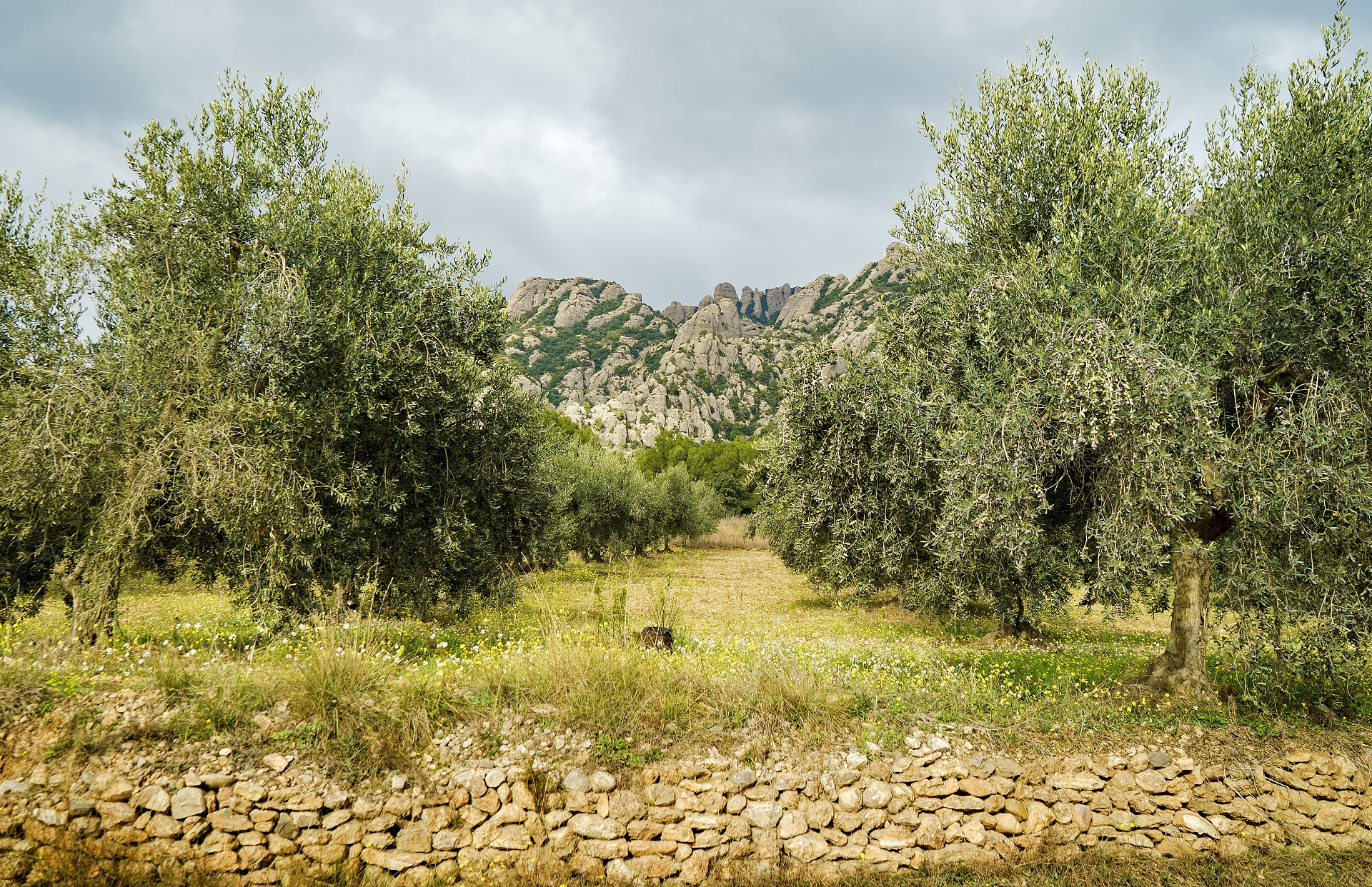 Camp d'oliveres al PRM. PATXI URIZ | DIPUTACIÓ DE BARCELONA