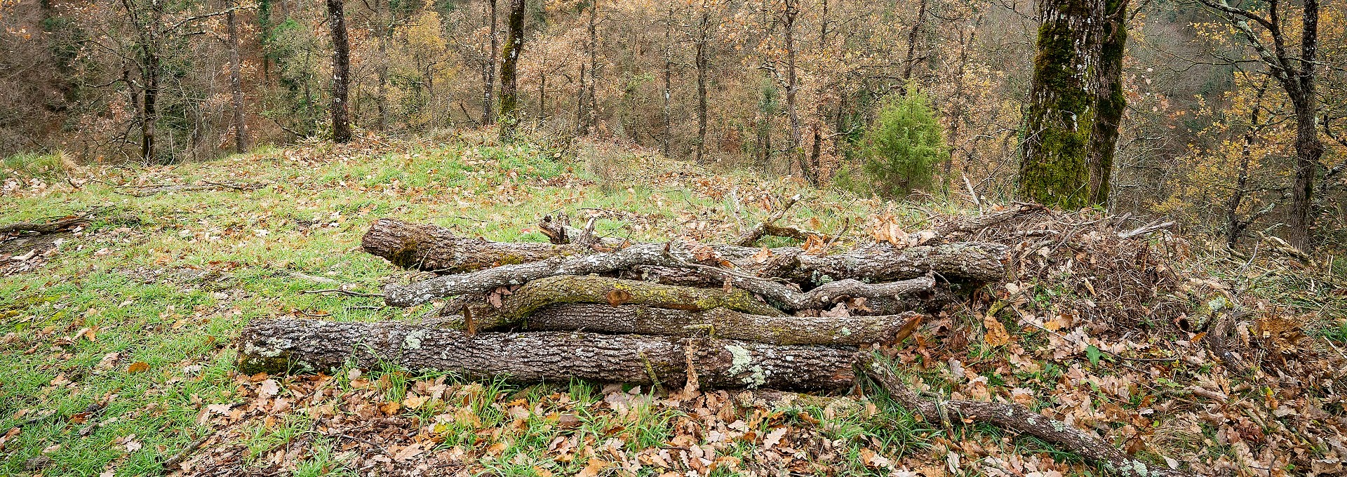 Bosc a Sant Andreu de la Vola. PATXI URIZ | DIPUTACIÓ DE BARCELONA