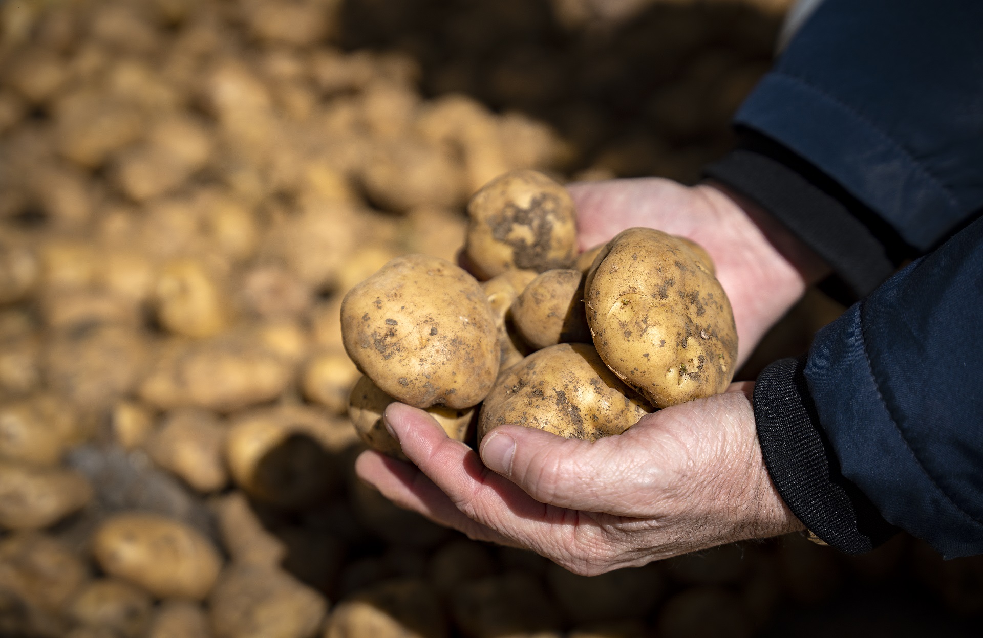 Patates de muntanya. PATXI URIZ | DIPUTACIÓ DE BARCELONA