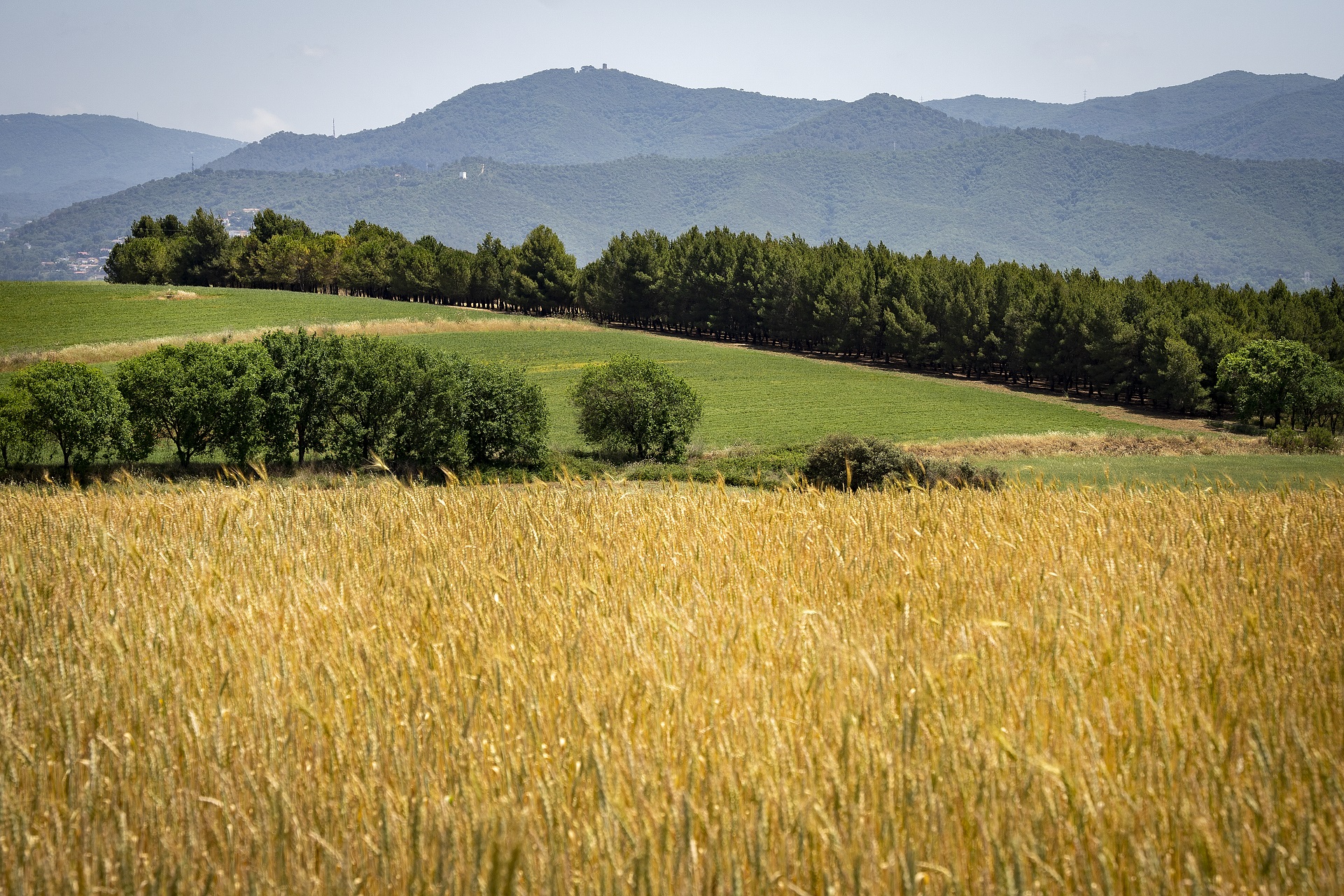 Espai Rural de Gallecs. PATXI URIZ | DIPUTACIÓ DE BARCELONA