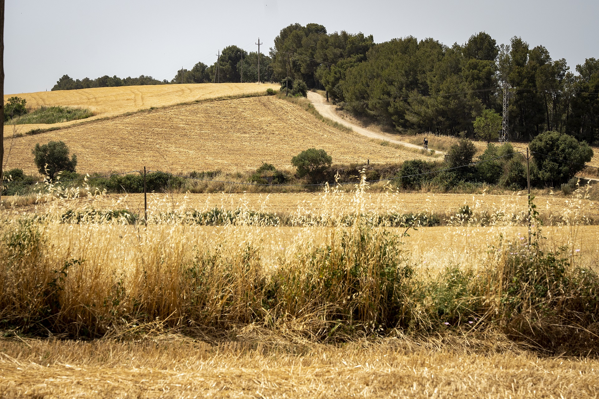 Camps de cereals de Can Casamada. PATXI URIZ | DIPUTACIÓ DE BARCELONA