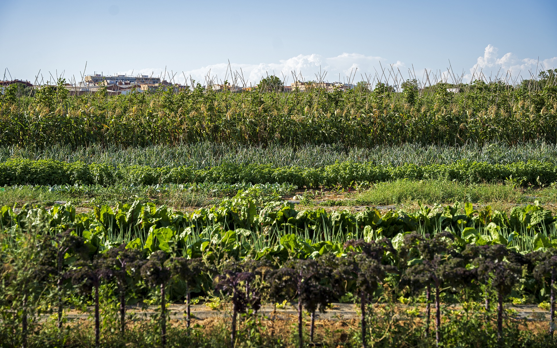 Camps de conreu a Vilafranca del Penedès. PATXI URIZ | DIPUTACIÓ DE BARCELONA