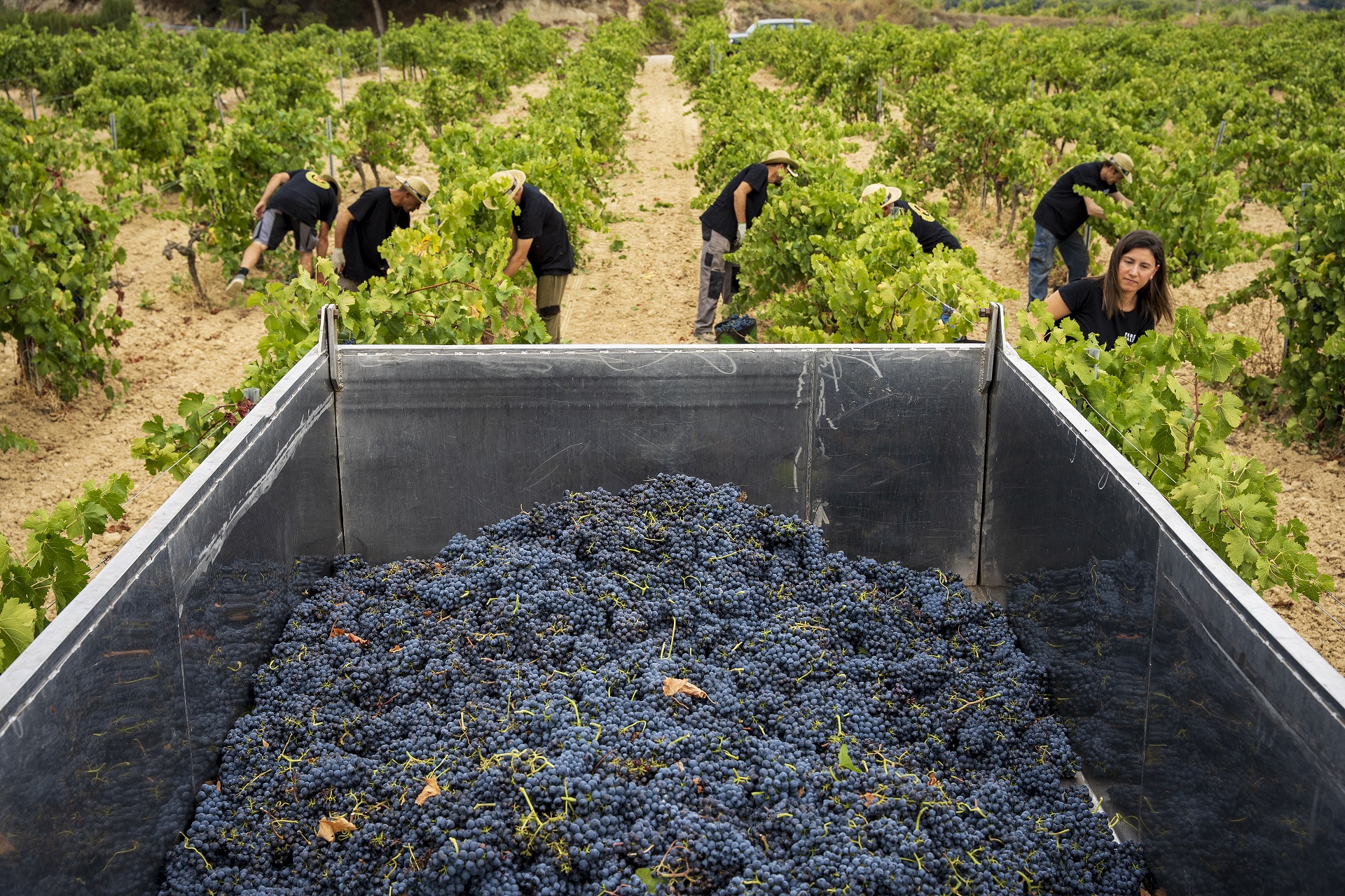 Celler Parés Baltà. PATXI URIZ | DIPUTACIÓ DE BARCELONA