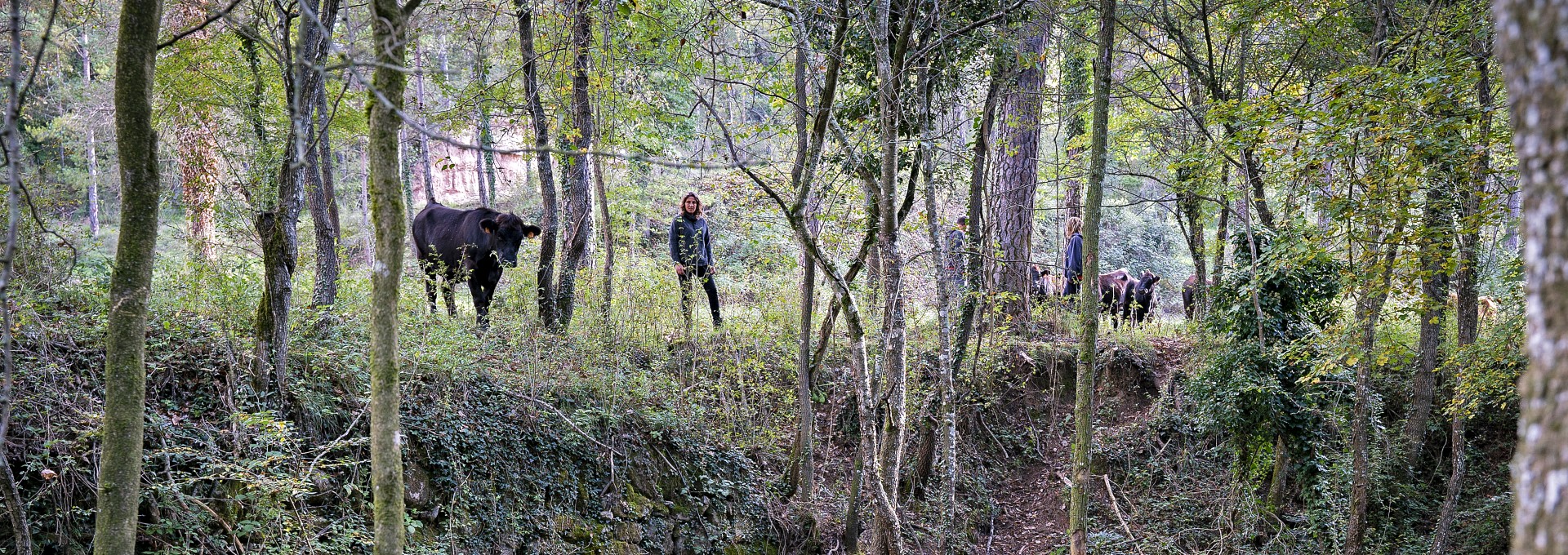 Bosc pasturat a Osona. PATXI URIZ | DIPUTACIÓ DE BARCELONA