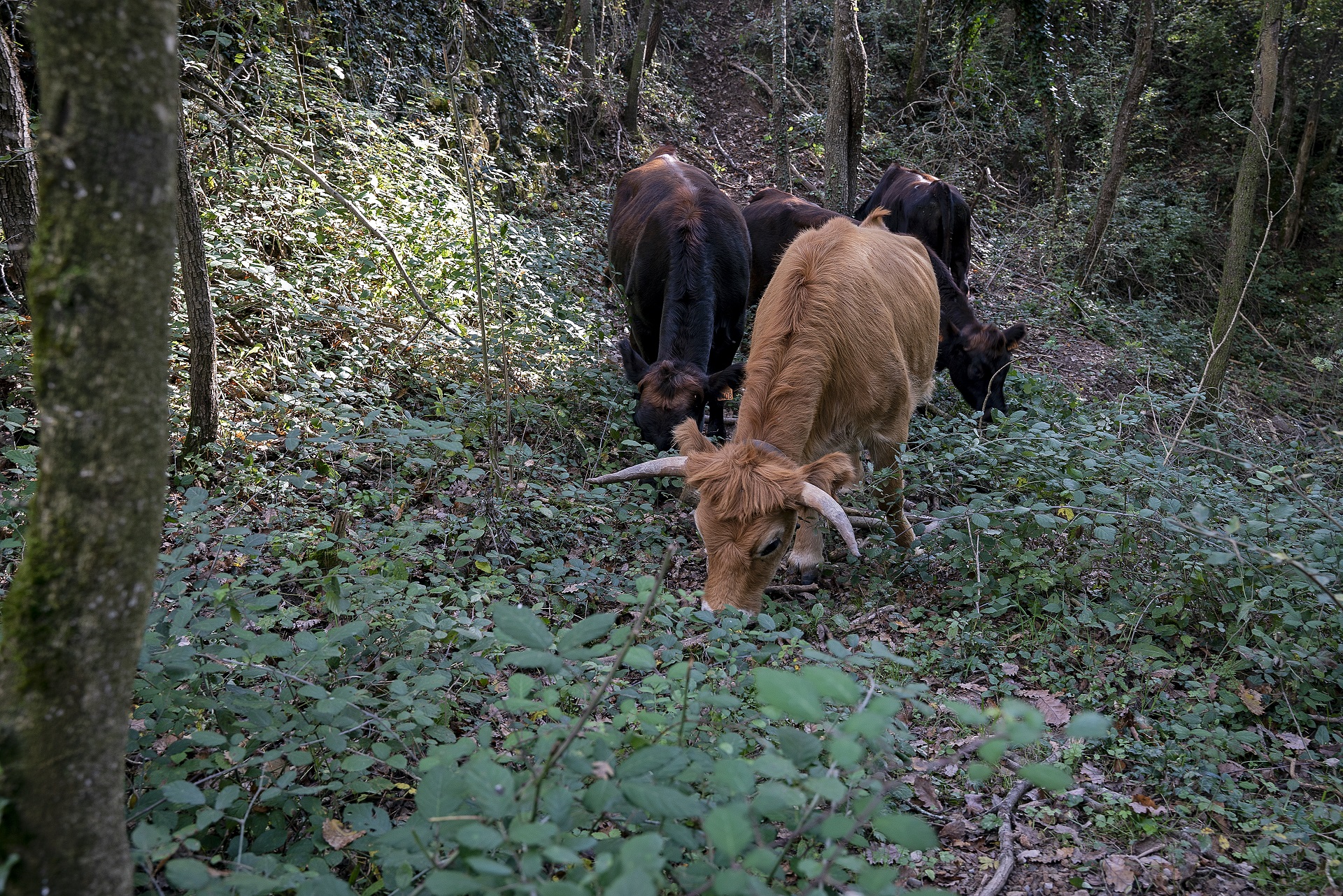 Bosc pasturat a Osona. PATXI URIZ | DIPUTACIÓ DE BARCELONA