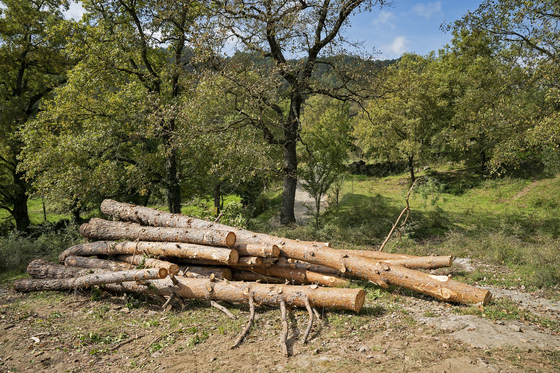 Treballs forestals a Osona. PATXI URIZ | DIPUTACIÓ DE BARCELONA