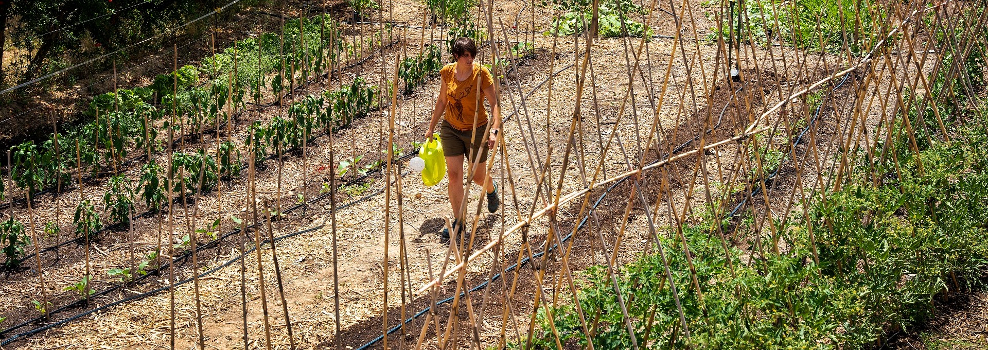 Isabel Simó, Hort comunitari d'Els Campaners. PATXI URIZ | DIPUTACIÓ DE BARCELONA