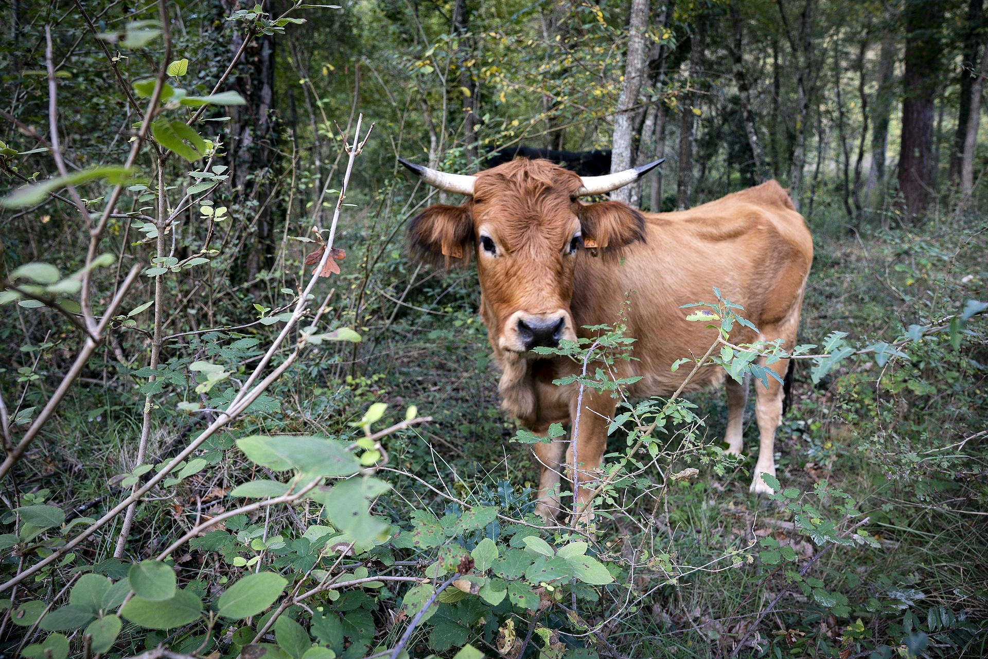 Bosc pasturat a Sora. PATXI URIZ | DIPUTACIÓ DE BARCELONA