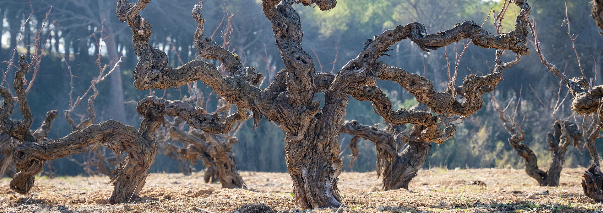 Vinyes, Granollers. PATXI URIZ | DIPUTACIÓ DE BARCELONA