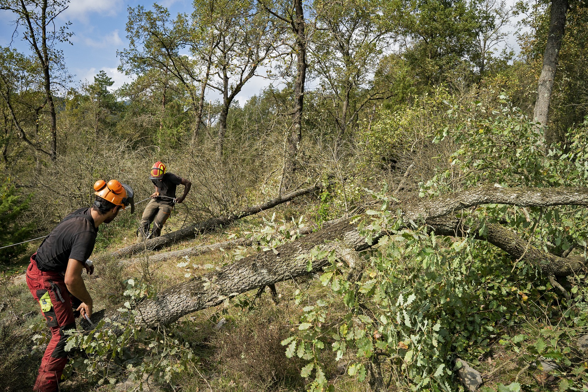 Treballs forestals a Osona. PATXI URIZ | DIPUTACIÓ DE BARCELONA