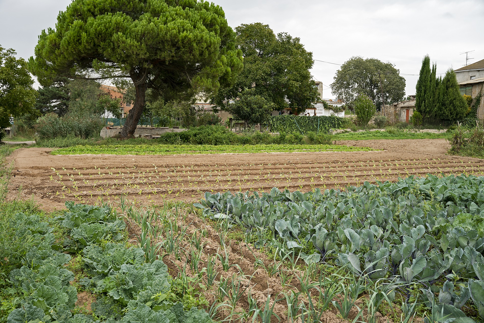 Horta Can Calafell, Manresa. PATXI URIZ | DIPUTACIÓ DE BARCELONA