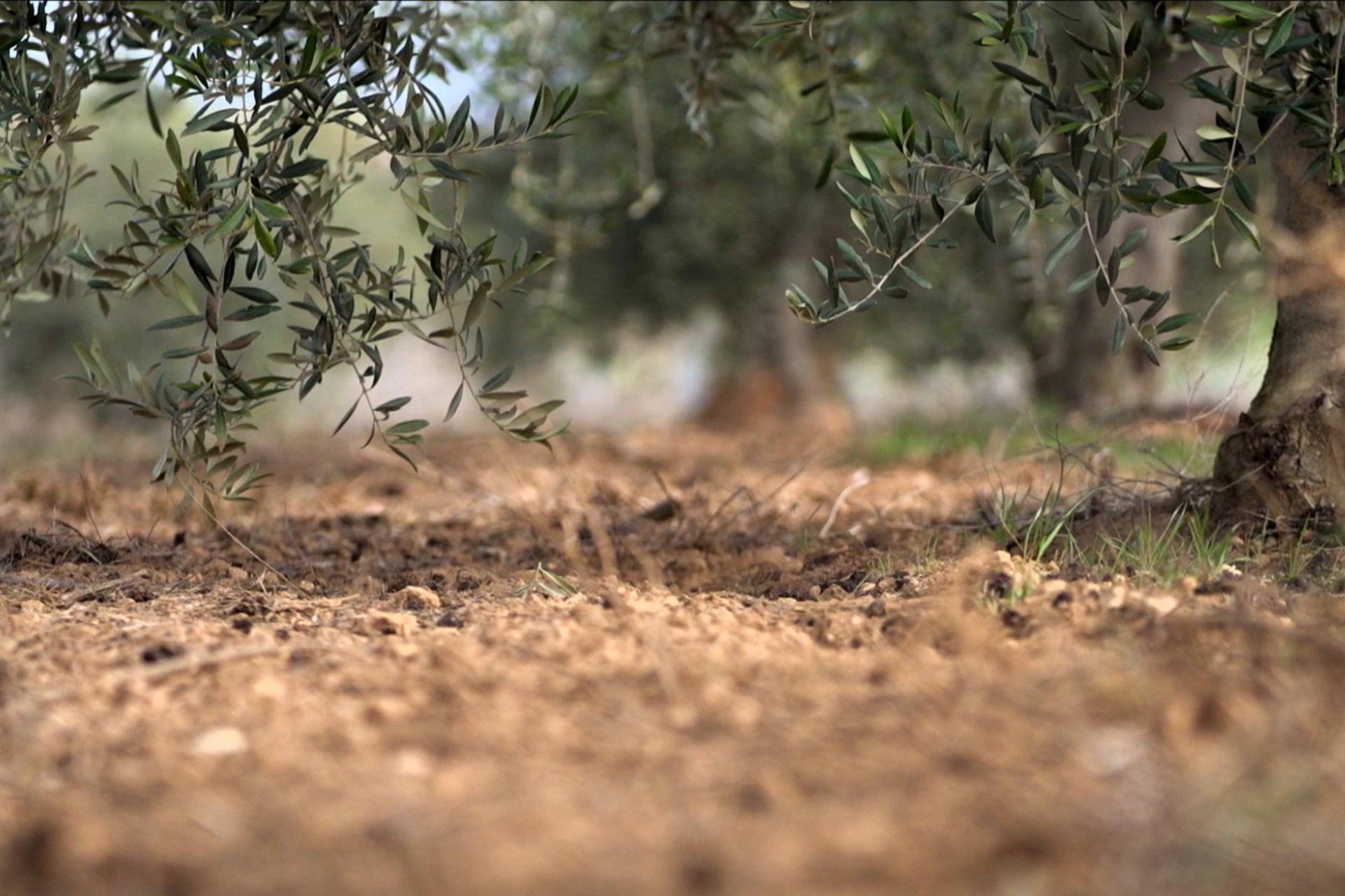 Camp d'oliveres al PRM. BAS TV | DIPUTACIÓ DE BARCELONA