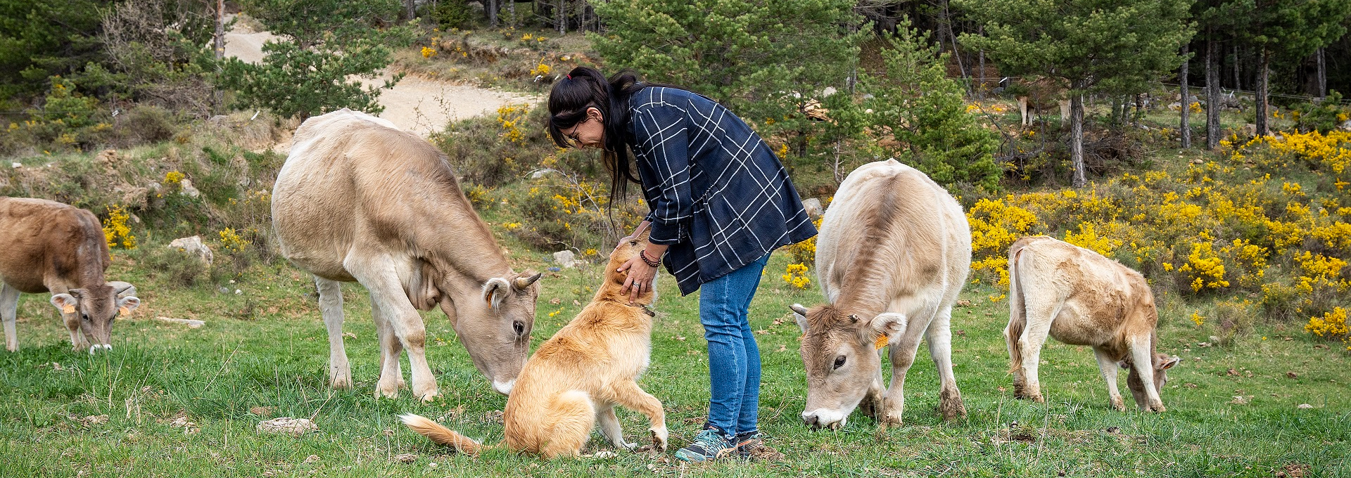 Ramat de vaques de pastura a Vallcebre. PATXI URIZ |DIPUTACIÓ DE BARCELONA