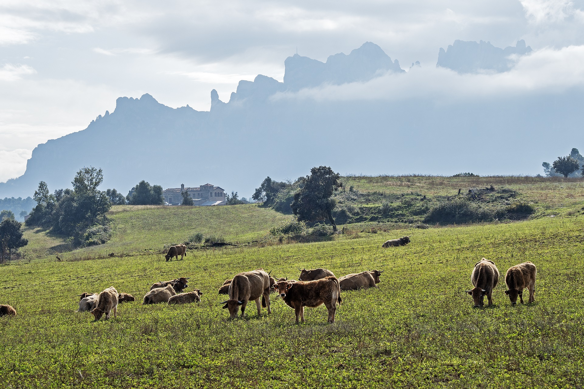 Ramat de vaques de pastura al Parc Rural del Montserrat. PATXI URIZ |DIPUTACIÓ DE BARCELONA