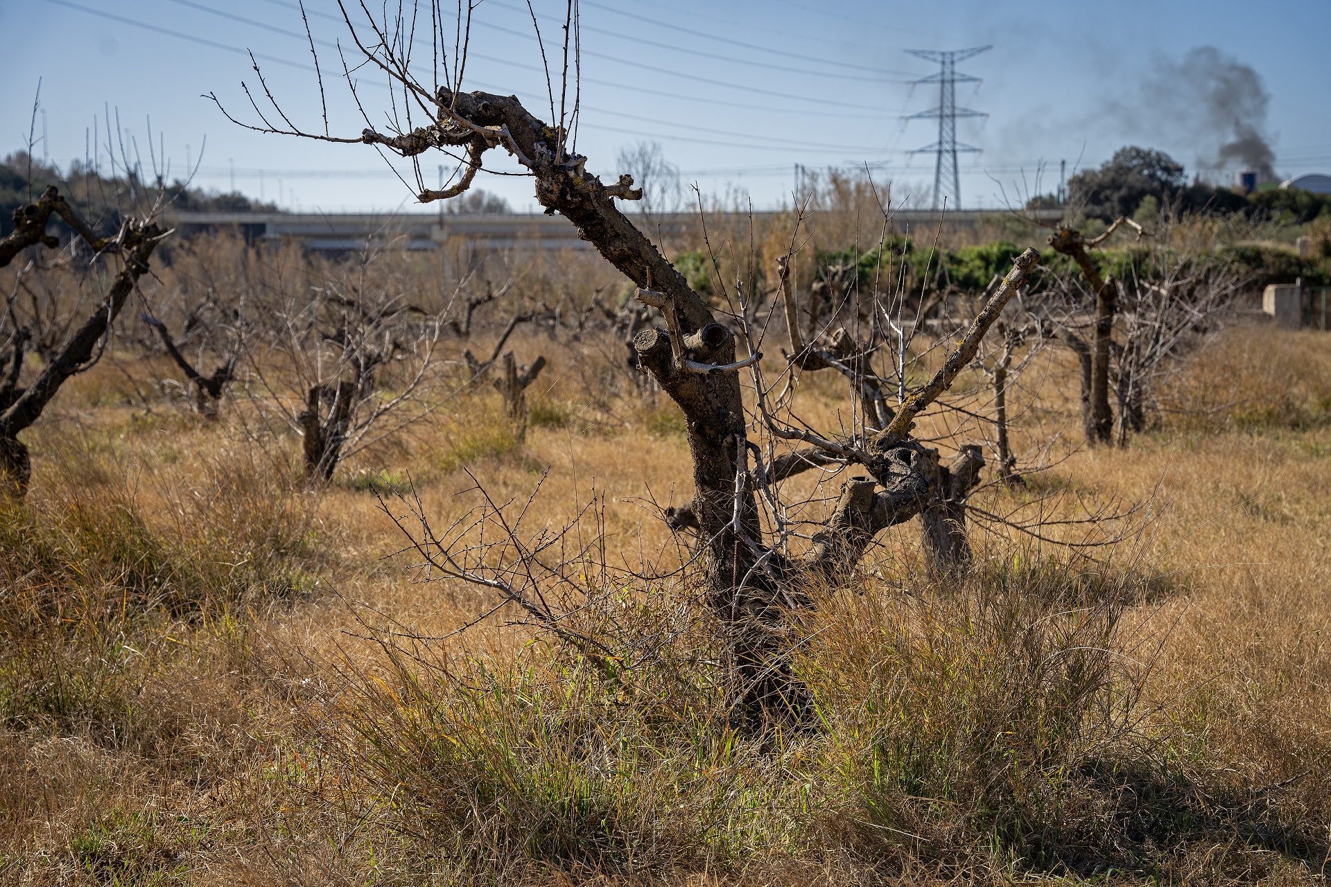 Finca del banc de terres a Esparreguera. PATXI URIZ | DIPUTACIÓ DE BARCELONA