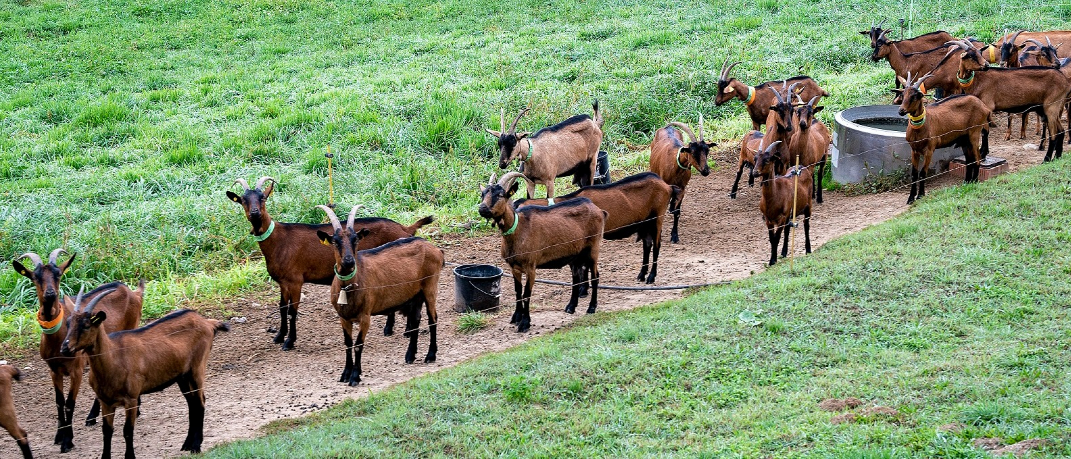 Ramat de cabres de pastura a Moià. PATXI URIZ |DIPUTACIÓ DE BARCELONA