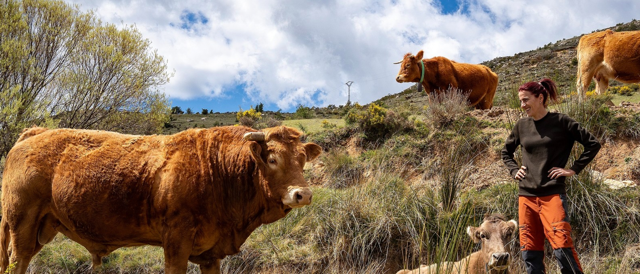Ramat de vaques de pastura a Vallcebre. PATXI URIZ |DIPUTACIÓ DE BARCELONA