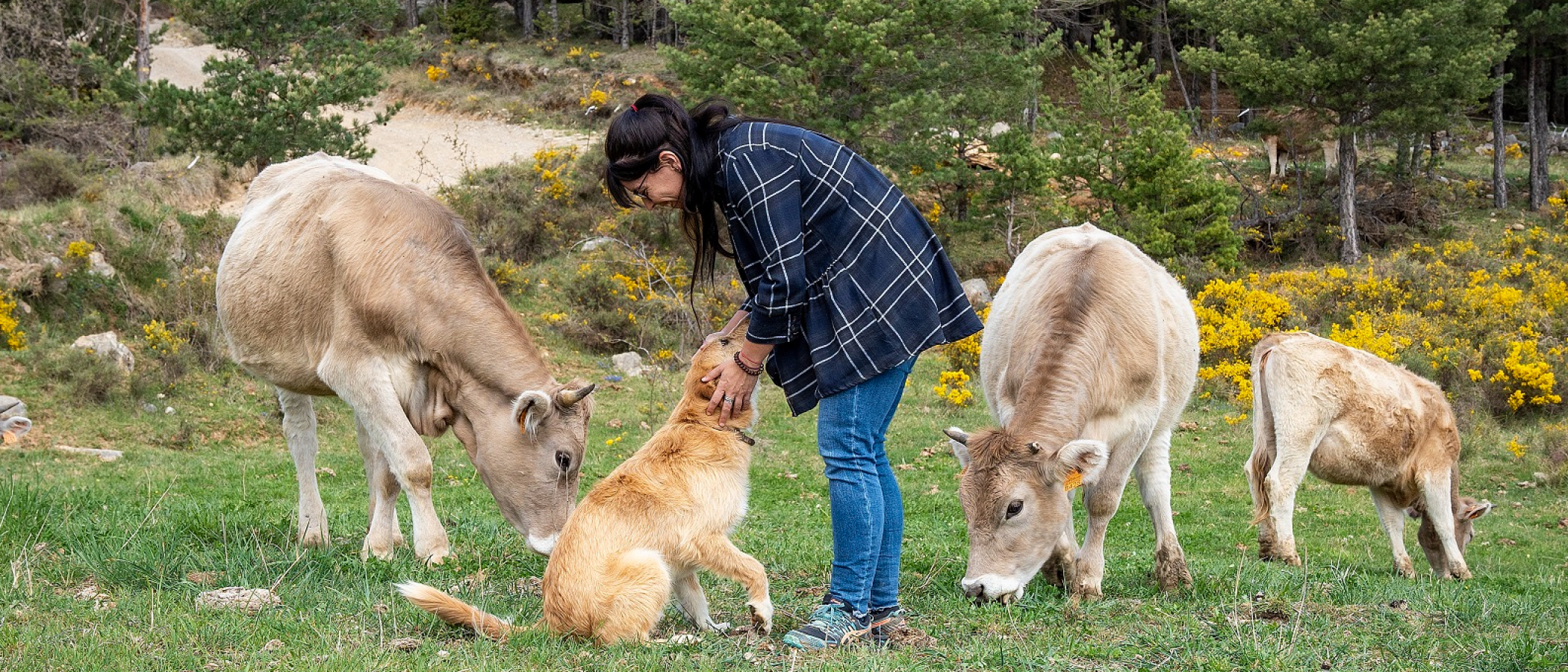 Ramat de vaques de pastura a Vallcebre. PATXI URIZ |DIPUTACIÓ DE BARCELONA