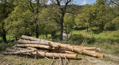Treballs forestals a Osona. PATXI URIZ | DIPUTACIÓ DE BARCELONA