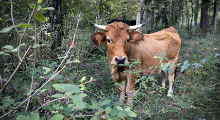 Bosc pasturat a Sora. PATXI URIZ | DIPUTACIÓ DE BARCELONA