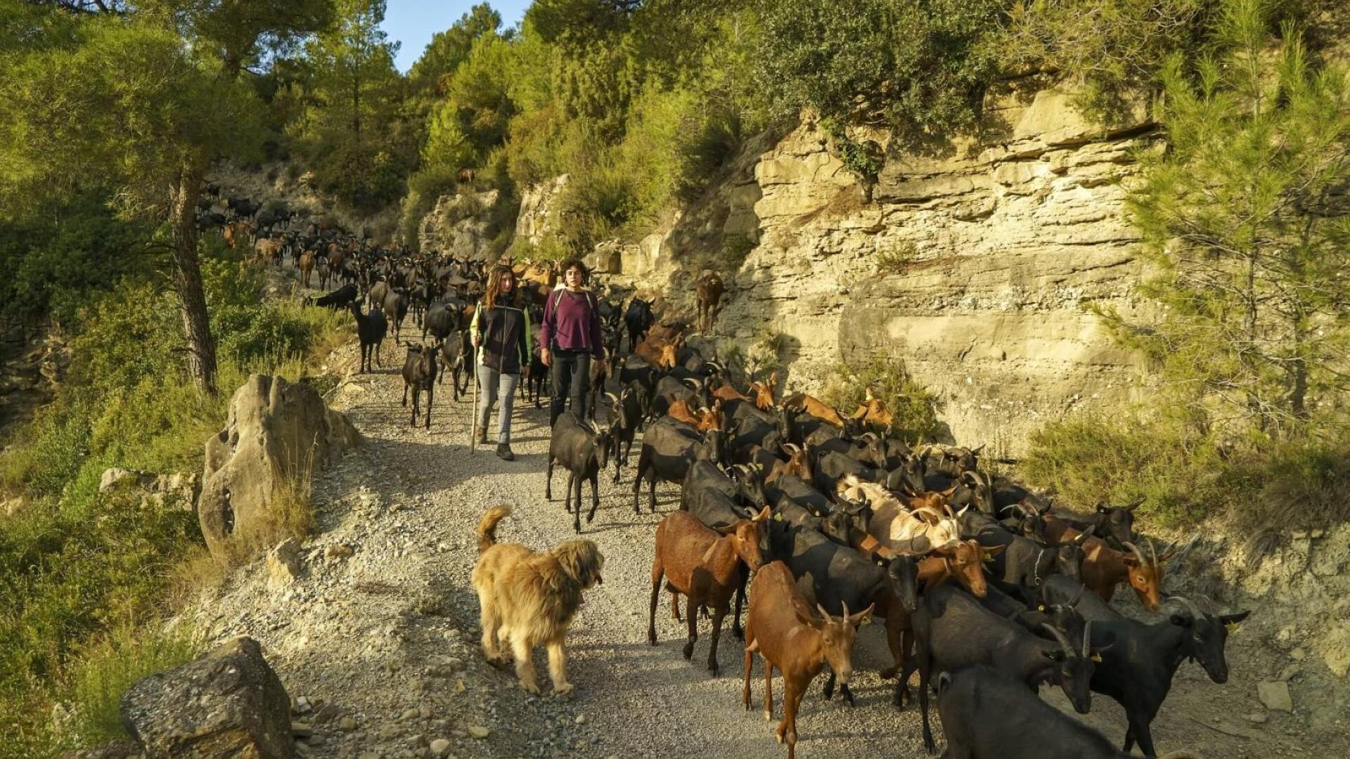 Ramat Cabres